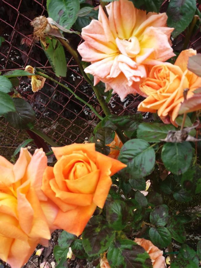 Bed And Breakfast Les Roses Multicolores Du 47 Fumel Екстериор снимка